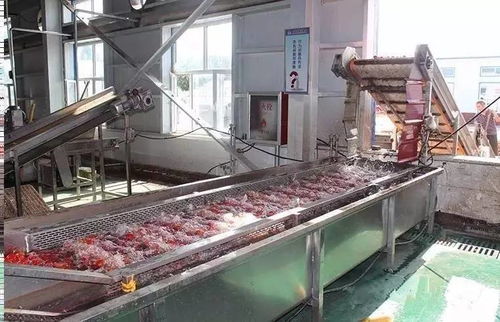 萬通蒙根花食品加工廠 高效脫水番茄生產線助力輕工業發展